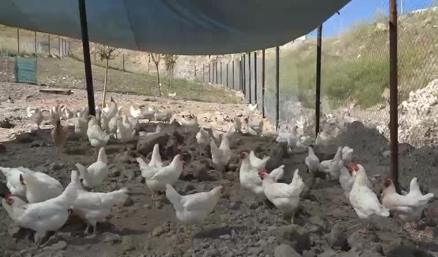 Adıyaman Belediyesi'nden sofralara destek: Gezen tavuk yumurtasının tanesi 3 TL'den satışta