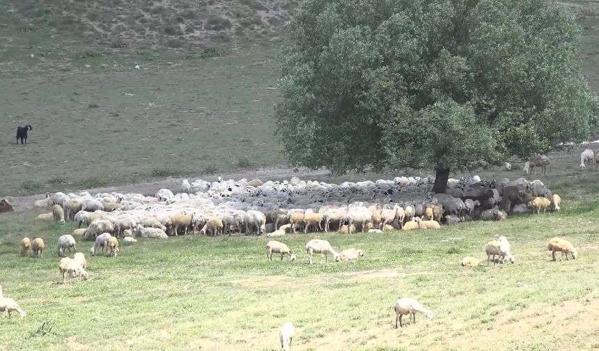 Aksaray'a Afgan çoban geldi