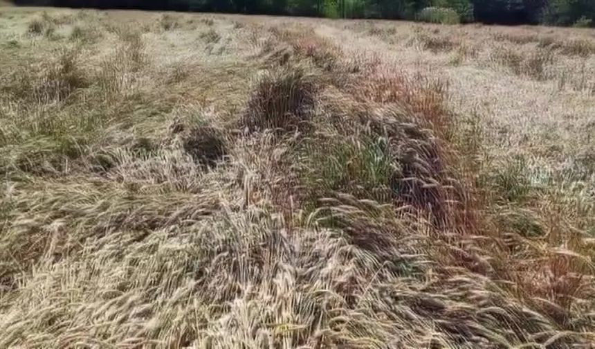 Edirneli buğday üreticisinden TMO'ya fiyat tepkisi: 'Çiftçinin ekmeğiyle, alın teriyle oynamayın'