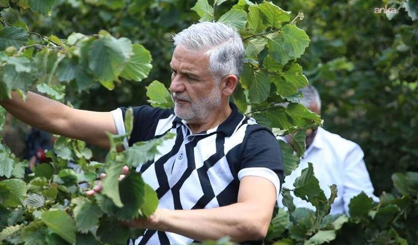 Altınordu Ziraat Odası Başkanı Akça: 'Serbest piyasada fındık üreticisine 160-170 lira fiyat dayatılması kabul edilemez'