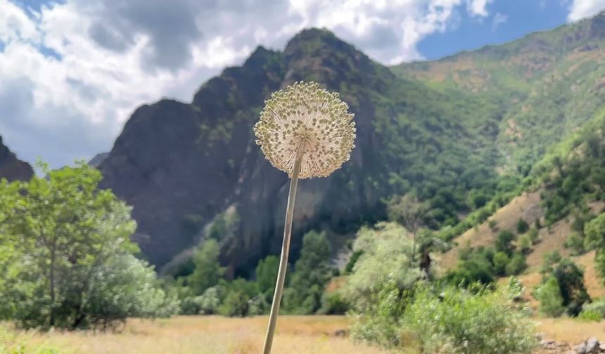 Koruma altındaki endemik Tunceli Dağ Sarımsağı'nı koparmanın bedeli 700 bin lira