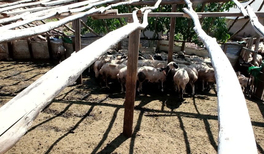 Tunceli'nin en büyük küçükbaş hayvan üreticilerinden Meral Kanar, yayla sorunlarına isyan etti: 'Bir ay içinde 30-40 malım telef oldu'