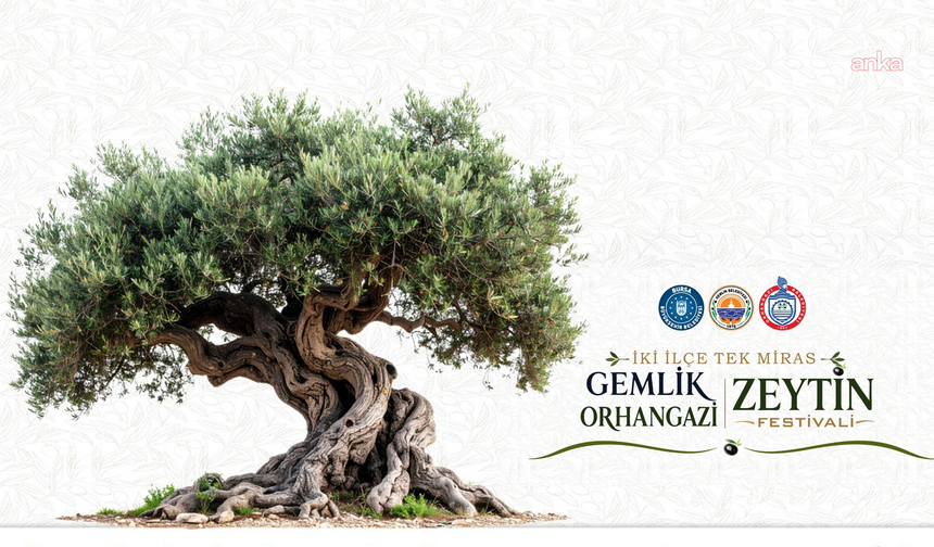 'İki İlçe, Tek Miras'... Gemlik-Orhangazi Zeytin Festivali için geri sayım başladı