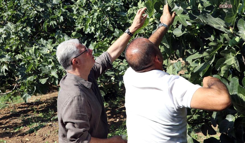 Mudanya Belediye Başkanı Dalgıç'tan incir üreticilerine hasat ziyareti