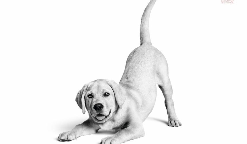 Royal Canin Türkiye'de 10. yılını kutluyor... Marka, 6,4 milyon kedi ve köpeğe ulaştı