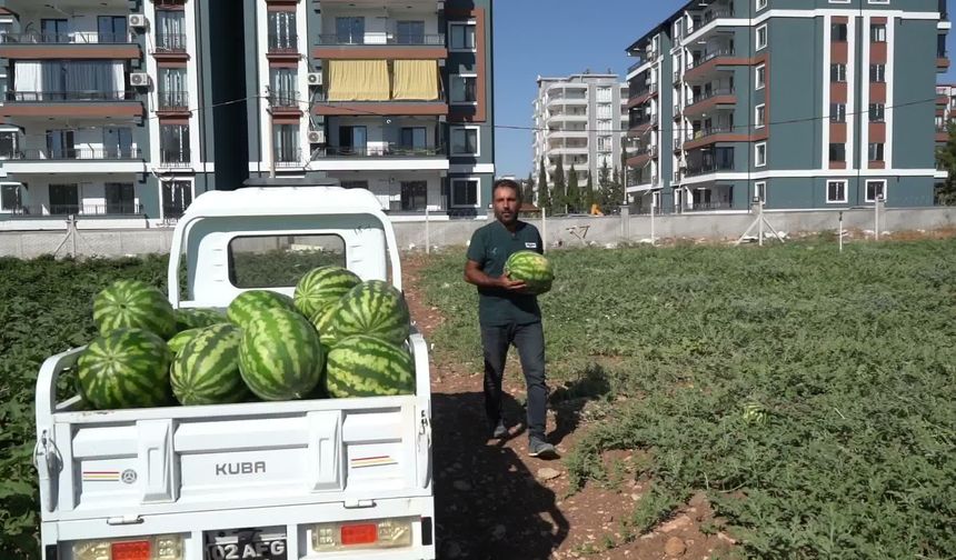 Adıyaman Belediyesi'nin karpuz hasadında ilk ürünler tezgaha çıktı