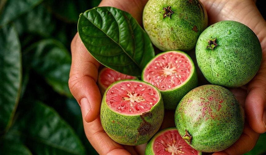 LifeCell Farma, geliştirdiği guava bazlı formülle alana yeni bir yaklaşım getirmeyi hedefliyor
