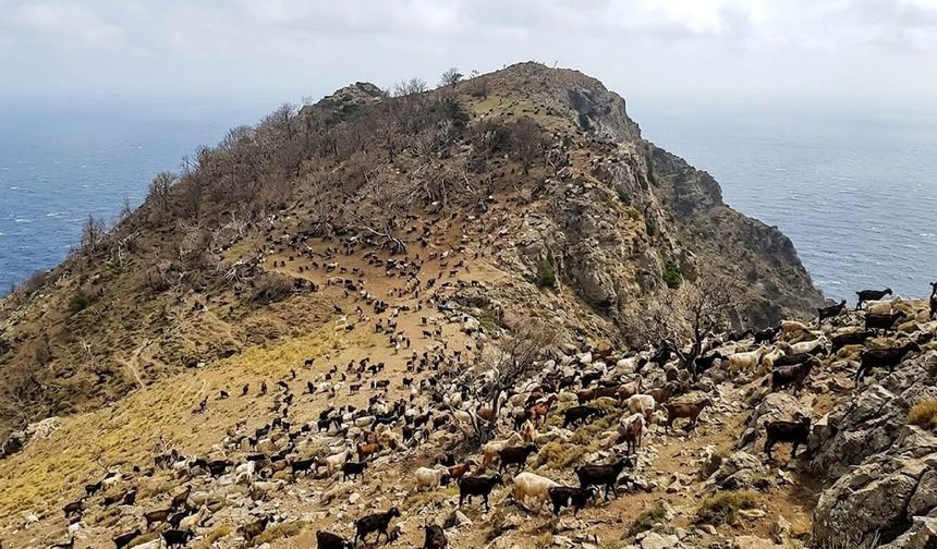 Adaya bırakılan 3 keçi binlerce oldu