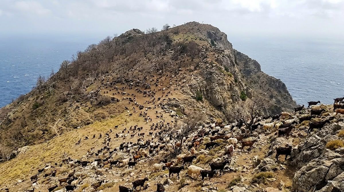 Adaya bırakılan 3 keçi binlerce oldu